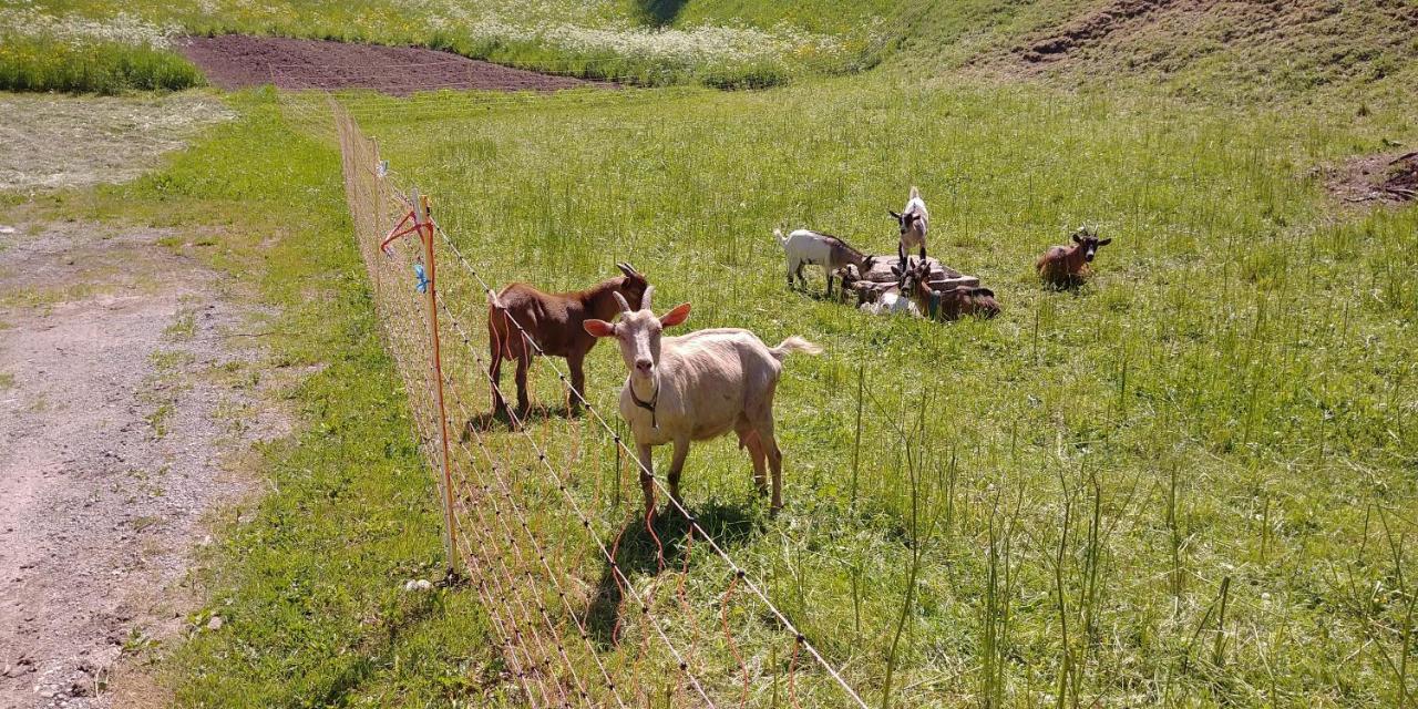 ボヒニュスカ・ビストリツァTourist Farm Pr' Maretcアパートメント エクステリア 写真